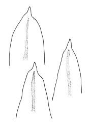 Schlotheimia knightii, branch leaf apices.
 Image: R.C. Wagstaff © All rights reserved. Redrawn with permission from Vitt (1983). 